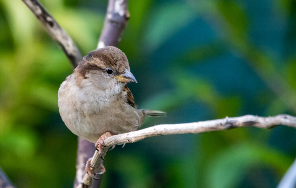 One of my Sparrow visitors by stevejacob