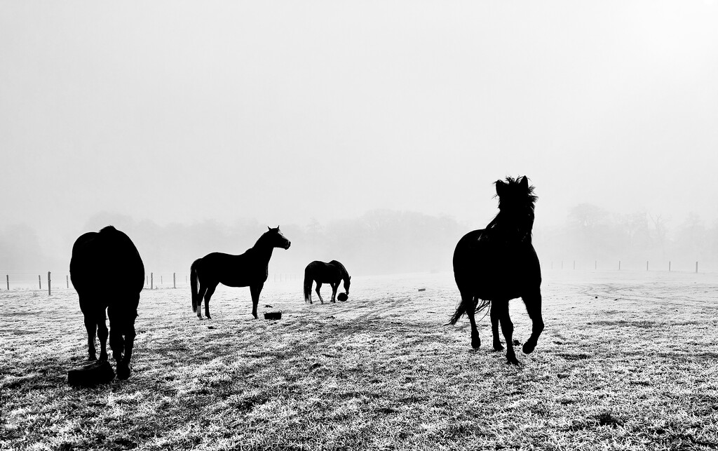 Broodmares and fog by catangus