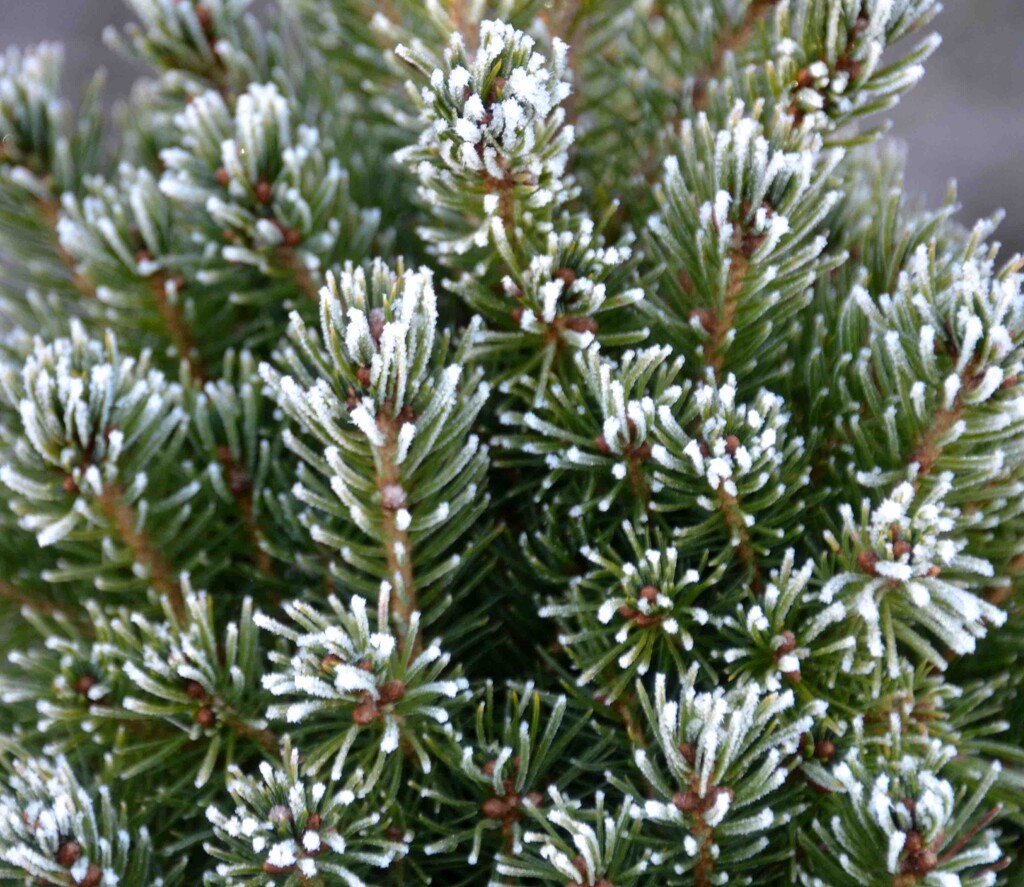 Frosty Conifer by arkensiel