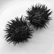 7th Feb 2023 - Found Sea Urchin husks 