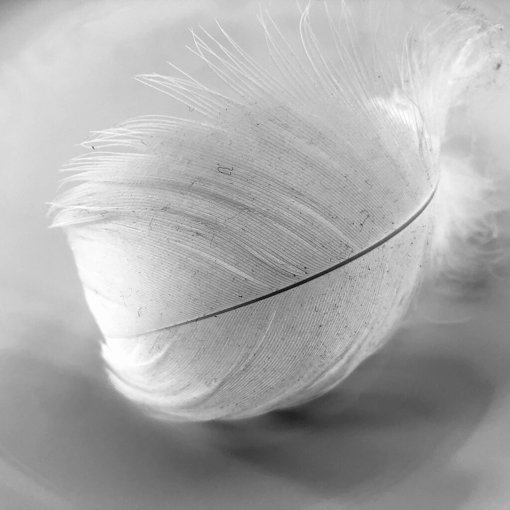 Found feather by jacqbb