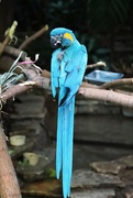 29th Jan 2023 - Blue Macaw