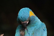 30th Jan 2023 - Macaw