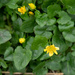 Celandine by lifeat60degrees