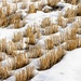 Sticking Through the Snow by farmreporter
