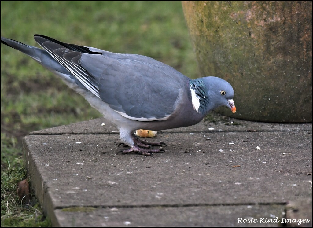 Just a wood pigeon by rosiekind