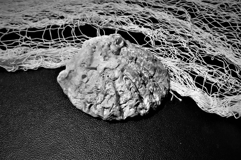Seashell 2 by granagringa