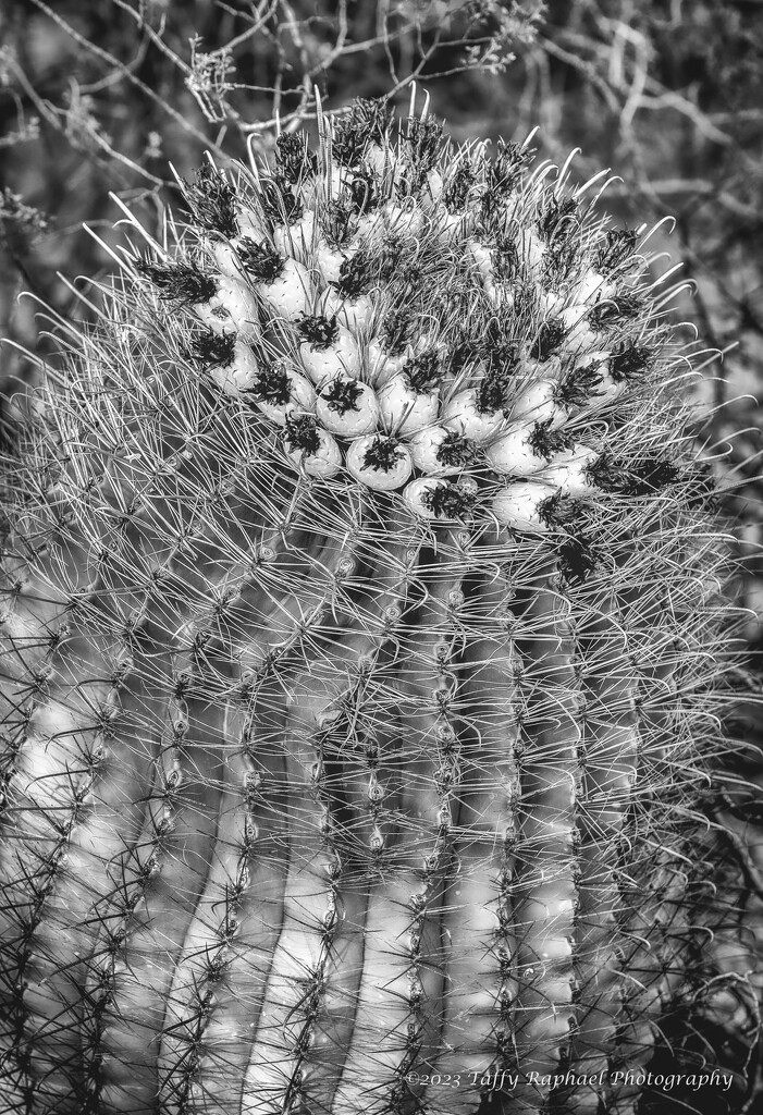 Barrel Cactus Full of Thorns by taffy