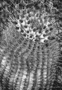 5th Feb 2023 - Barrel Cactus Full of Thorns
