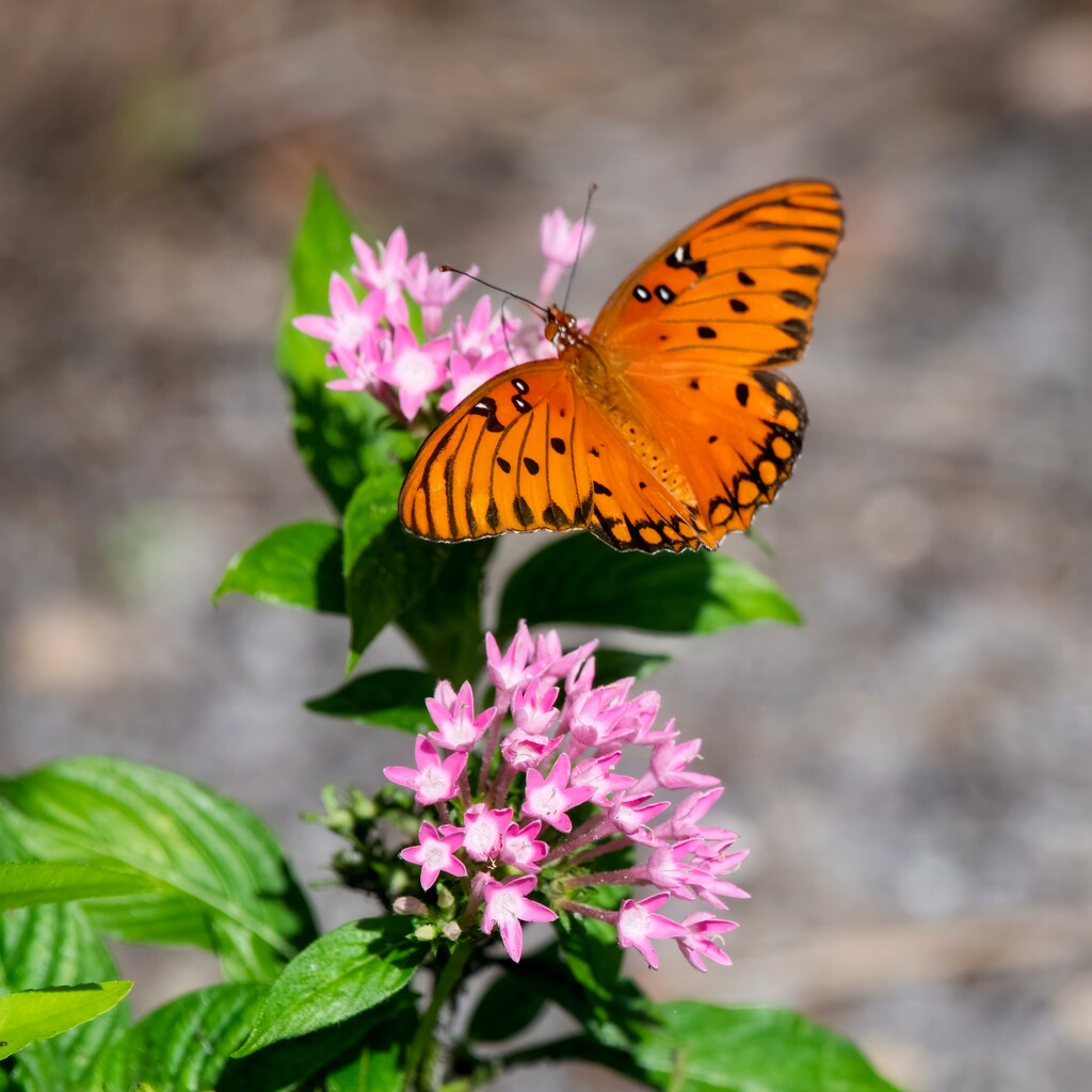 Gulf Fritillary or Passion Butterfly by photographycrazy
