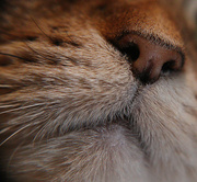 8th Feb 2023 - Day 39: The Other Kitty’s Nose