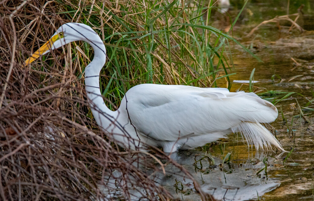 Egret, Stalking the Bushes! by rickster549
