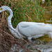 Egret, Stalking the Bushes! by rickster549