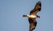 8th Feb 2023 - Osprey, Floating Overhead!