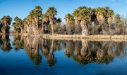 8th Feb 2023 - Agua Caliente, Tucson, Arizona