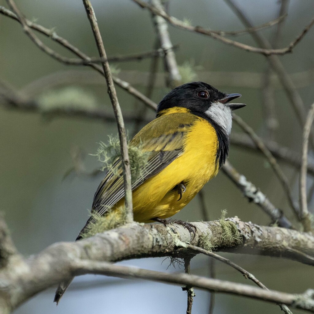 Golden Whistler by bugsy365
