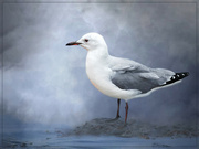 9th Feb 2023 - A grey day for gulls