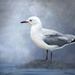 A grey day for gulls by ludwigsdiana