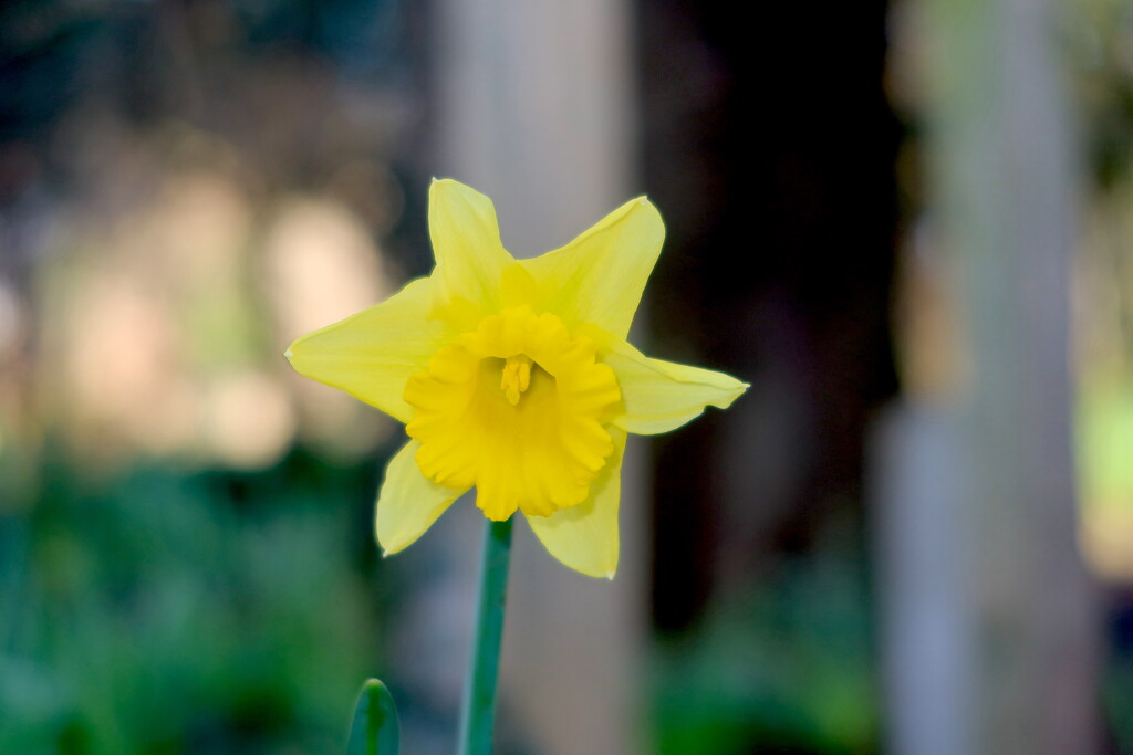 Daffodil by davemockford