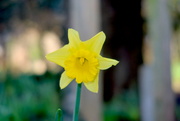 6th Feb 2023 - Daffodil