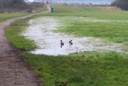 9th Feb 2023 - Ducks On A Puddle