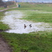 Ducks On A Puddle by davemockford