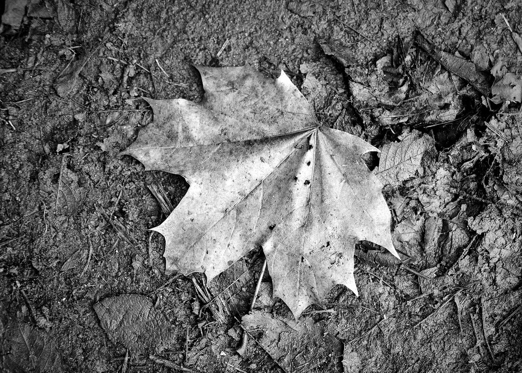 Ghost leaf by kametty