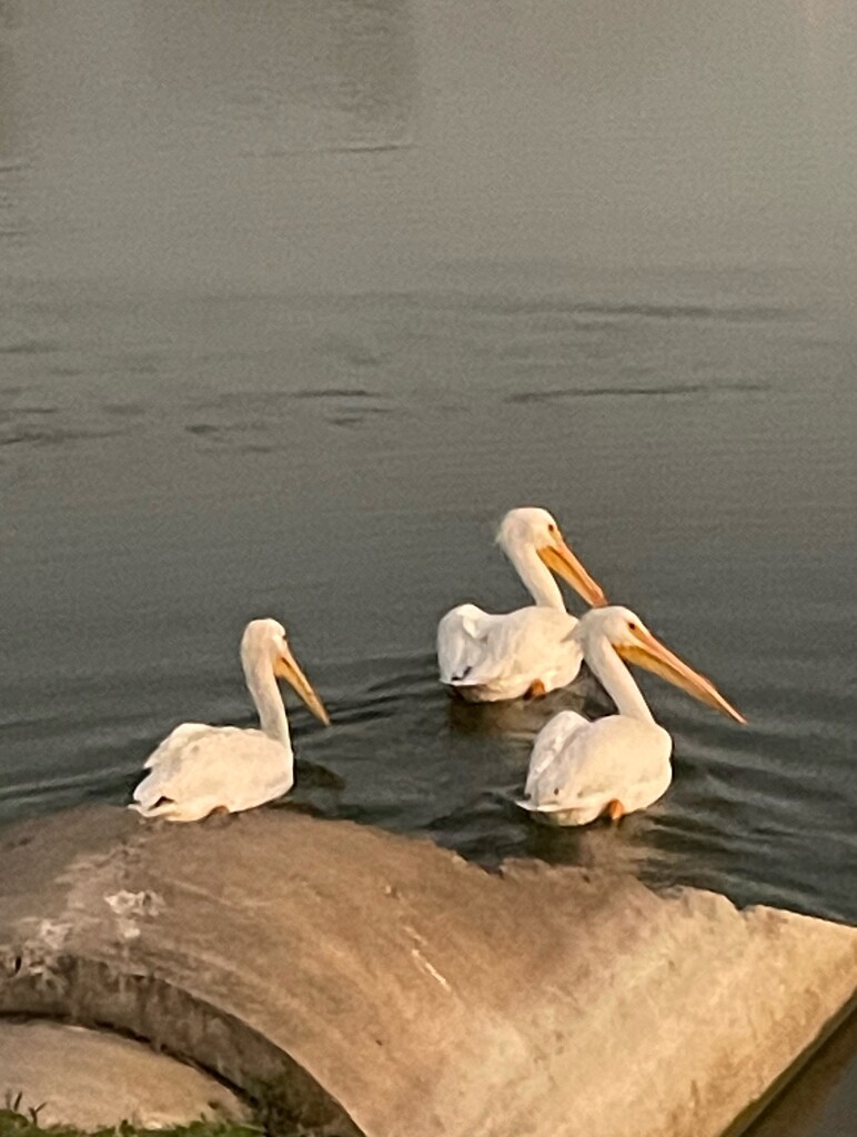 Pelican Visitors  by wilkinscd