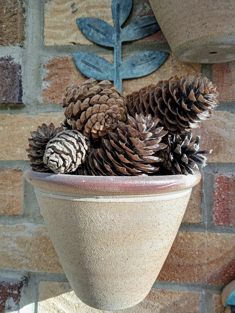 Pine Cones by 365projectorgjoworboys