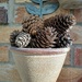 Pine Cones by 365projectorgjoworboys