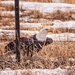 bald eagle by aecasey