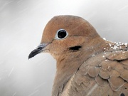 13th Jan 2023 - Mourning Dove