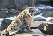 31st Jan 2023 - Snow Leopard