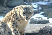 1st Feb 2023 - Snow Leopard Up Close