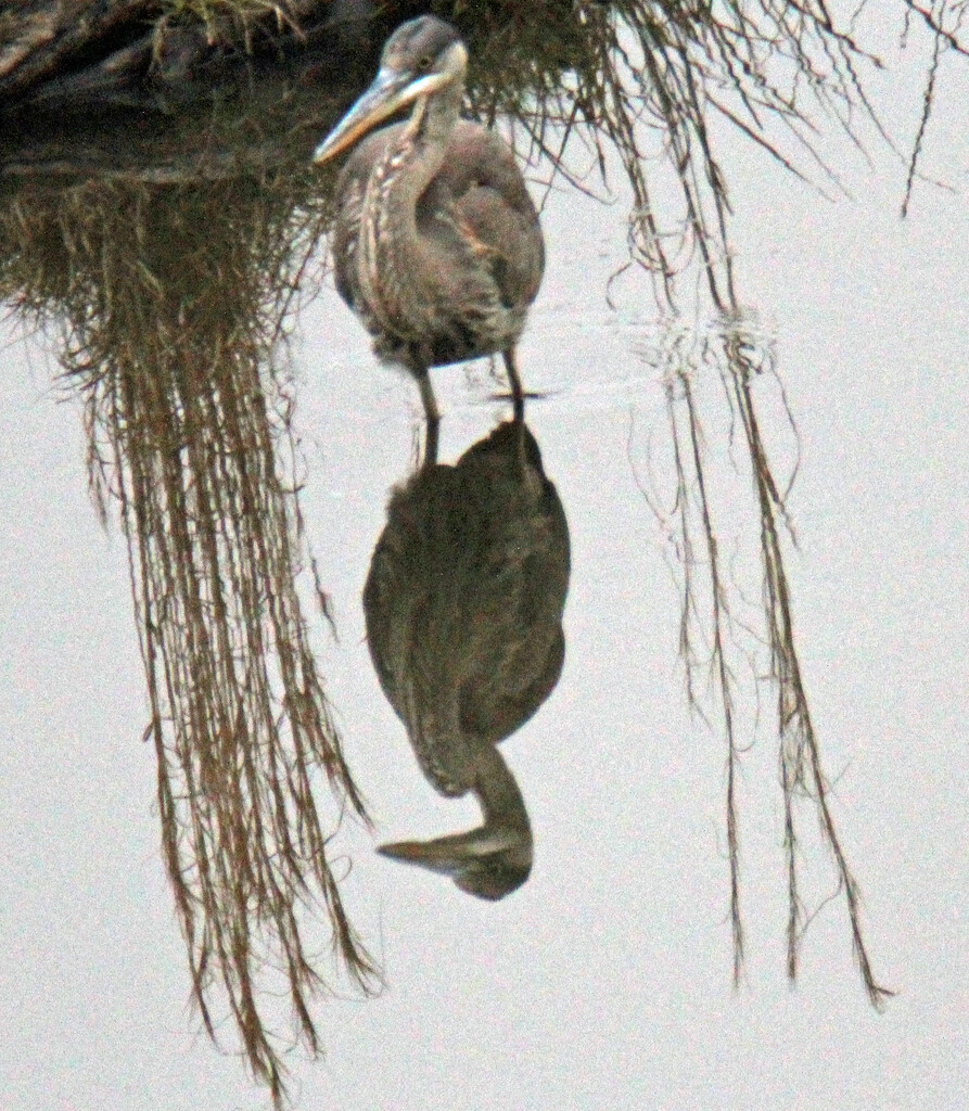 Feb 5 Blue Heron Reflection 2 IMG_0567 by georgegailmcdowellcom