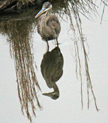 5th Feb 2023 - Feb 5 Blue Heron Reflection 2 IMG_0567