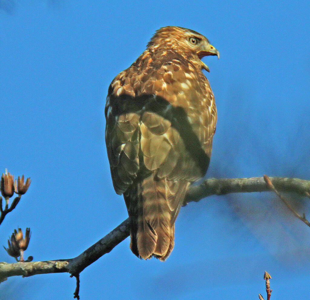 Feb 6 Hawk Screaming IMG_0581A by georgegailmcdowellcom