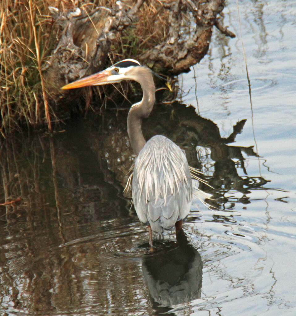 Feb 8 Blue Heron On The Hunt IMG_0640A by georgegailmcdowellcom