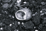 9th Feb 2023 - Empty shell