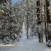 Winter Walks, The Best! by sunnygreenwood