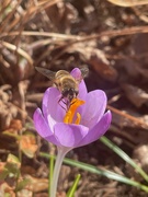 9th Feb 2023 - The Bees Are Back!