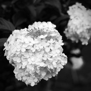 2nd Feb 2022 - Hydrangea | Black & White