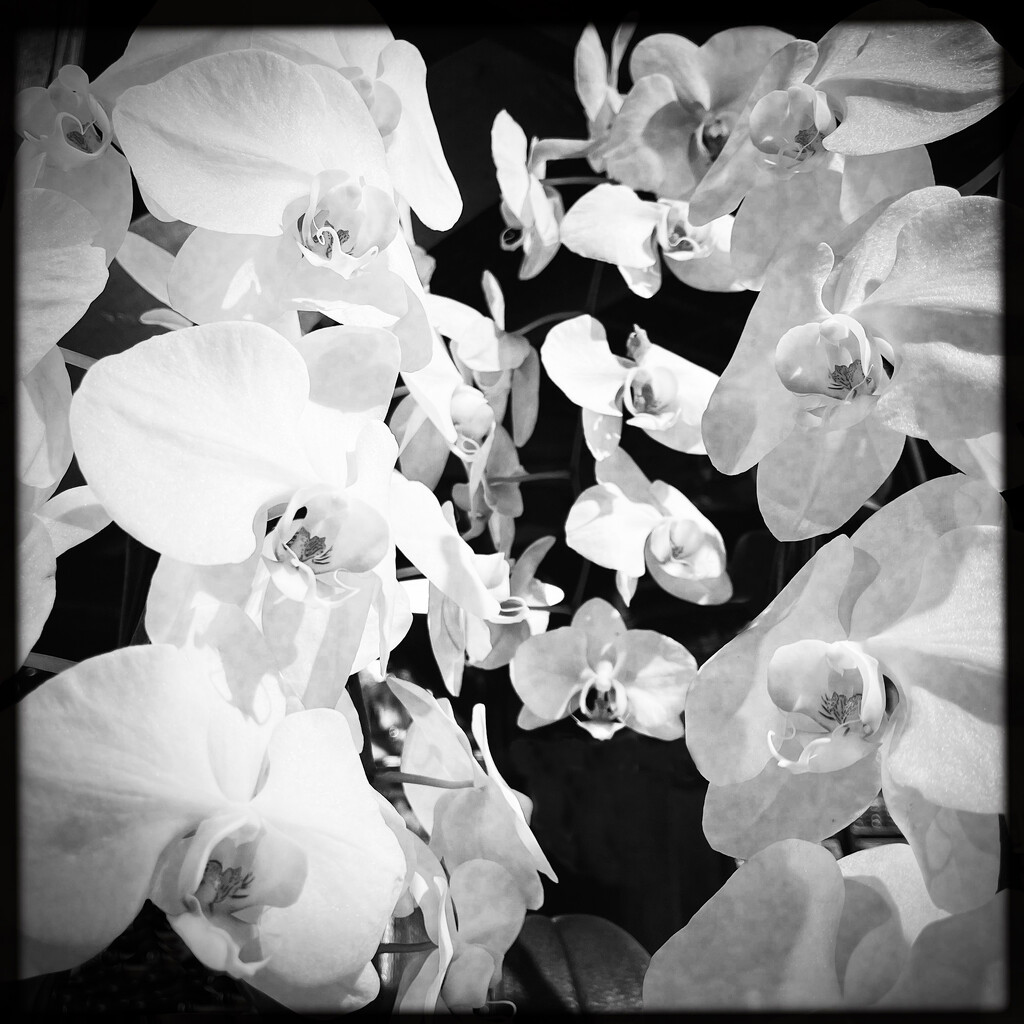Orchids | Black & White by yogiw