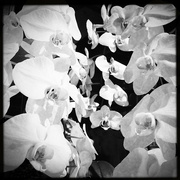 7th Feb 2022 - Orchids | Black & White