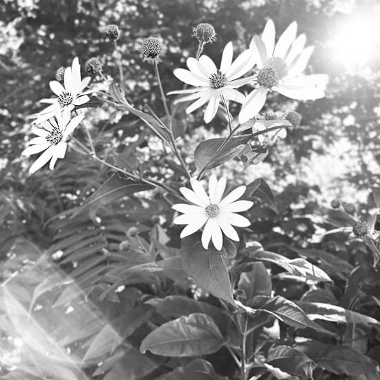 Daisies Black & White by Sandy Z W · 365 Project