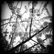 9th Feb 2022 - Cherry Blossoms | Black & White