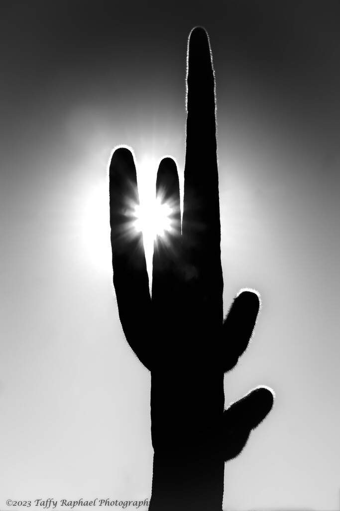 Sun Bursts Through a Saguaro Cactus by taffy