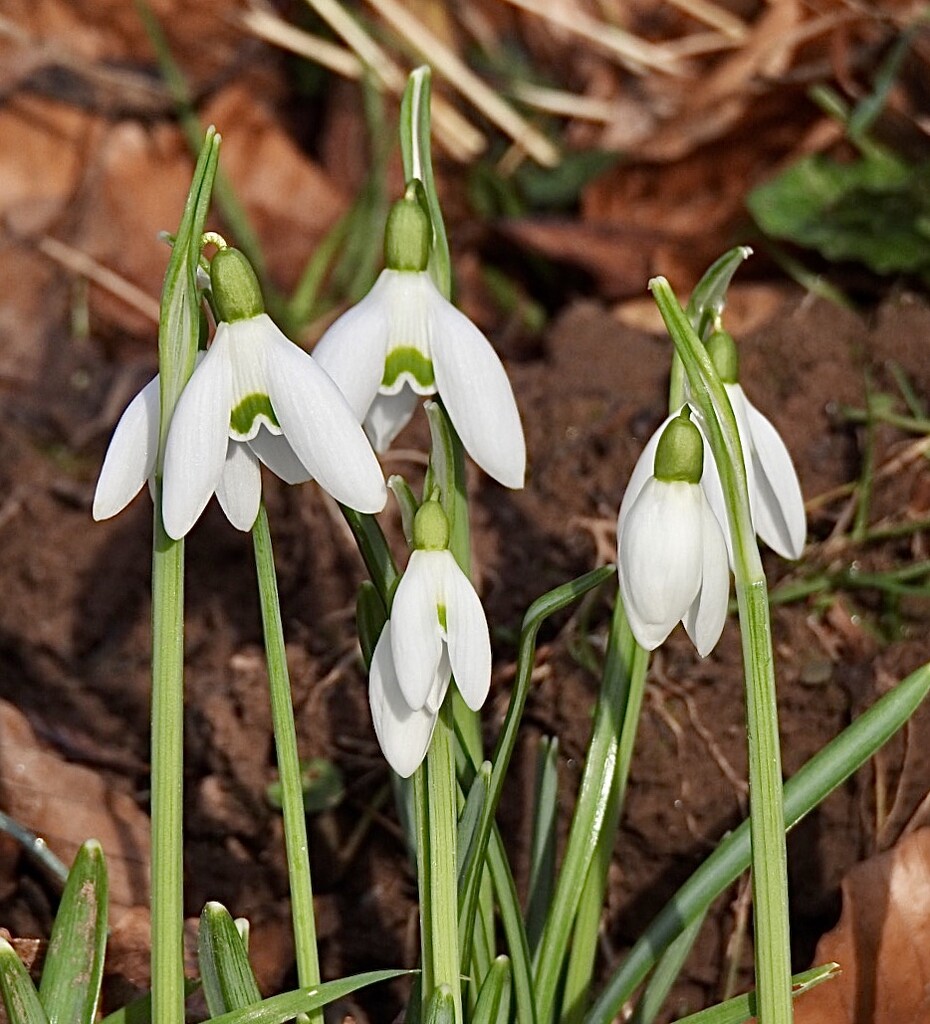 Snowdrops by susiemc