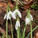 Snowdrops by susiemc