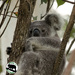little Eddie by koalagardens